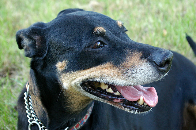 happy dog face cute att;goldenratio http://www.flickr.com/photos/goldenratio/28133602/sizes/z/in/photostream/