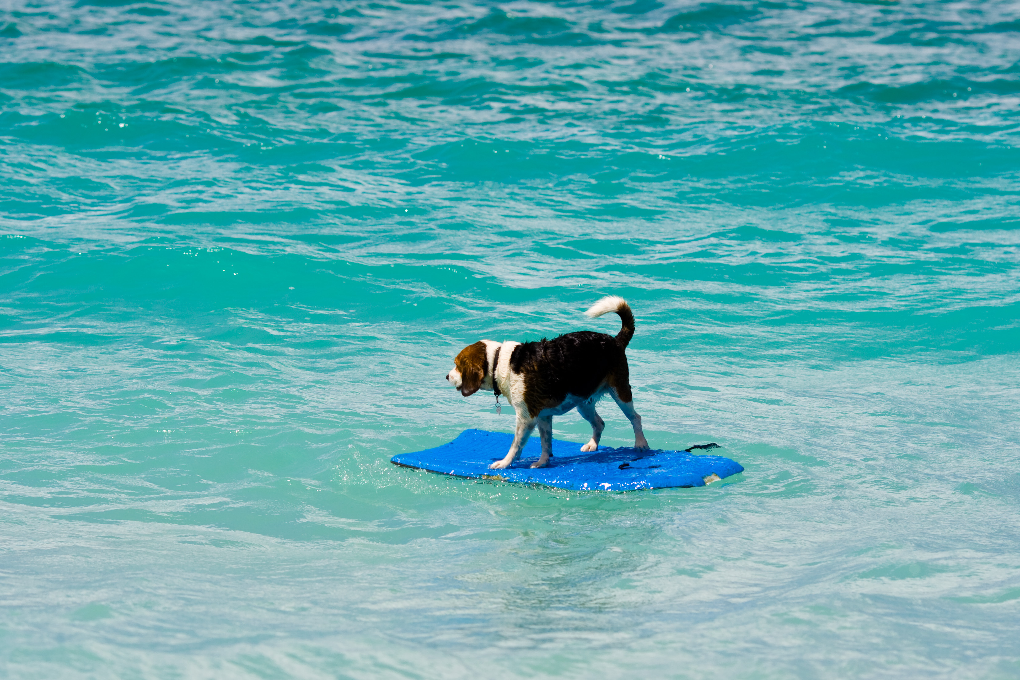 hawaii dog bodyboard