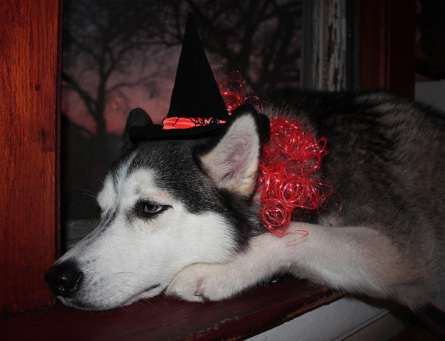 husky with witch hat