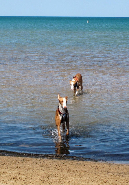 ibizan hound  spanish dog  att;ellajphillips http://www.flickr.com/photos/create_joy/4579117547/sizes/z/in/photostream/