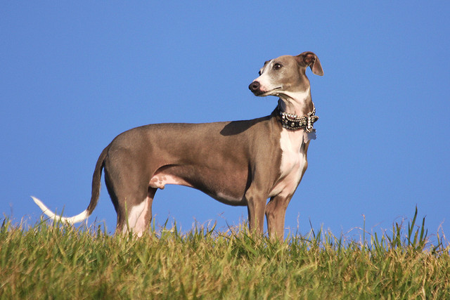 italian greyhound beautiful stand dog att;Vicki & Chuck Rogers http://www.flickr.com/photos/two-wrongs/3218616430/sizes/z/in/photostream/