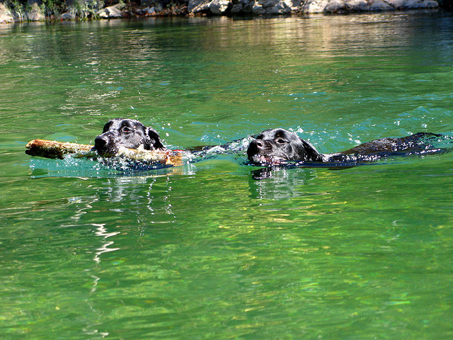 labrador retriever swimming cute att;OakleyOriginals  http://www.flickr.com/photos/oakleyoriginals/2962143912/sizes/z/in/photostream/