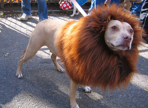 lion pitbull