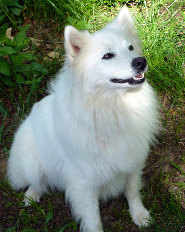 白い毛でフサフサの犬種10