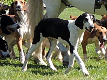 フランス生まれの55犬種