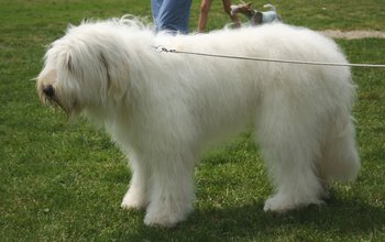 ロシア生まれの17犬種