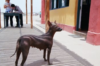 南アメリカ生まれの19犬種