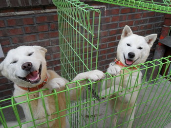 韓国生まれの4犬種