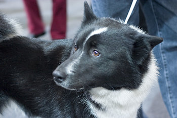ロシア生まれの17犬種