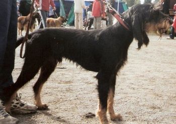 イタリア生まれの20犬種