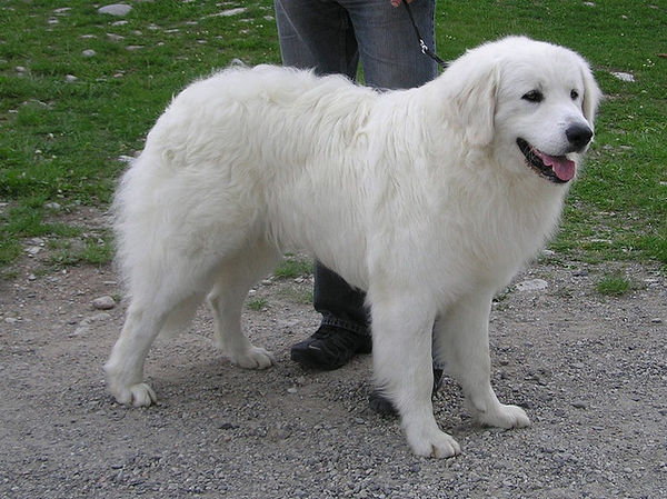 白い毛でフサフサの10犬種