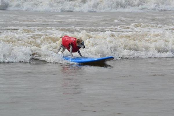 ドッグ・サーフィン大会【Surf Dog Surf-A-Thon】開催