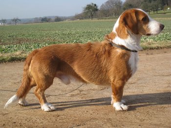ドイツ生まれの34犬種