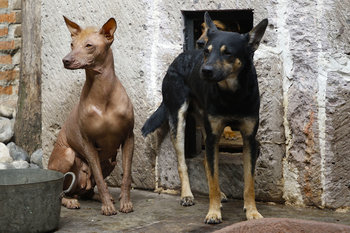 メキシコ・カリブ海生まれの4犬種