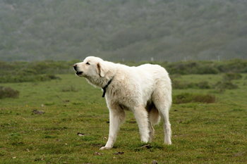 トルコ生まれの11犬種