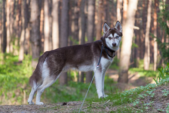 シベリアン・ハスキーに似ている13犬種