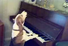 自分でピアノを弾いて歌うビーグル
