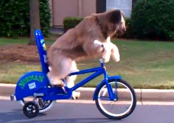 自転車を乗りこなす犬