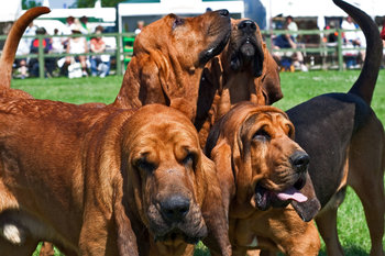 ベルギー生まれの10犬種