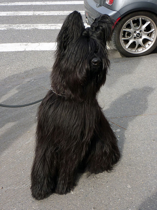 黒くってかっこいい犬種12
