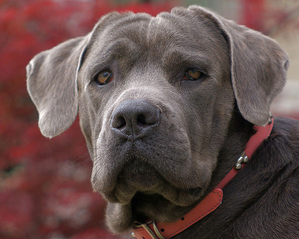 アメリカで登録が多かったトップ150犬種－2012年