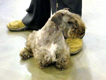 テリアの種類 - 足の短いタイプ16犬種