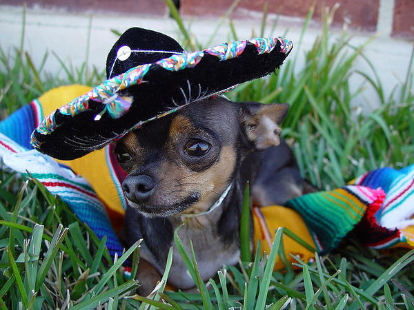 メキシコ生まれの犬種