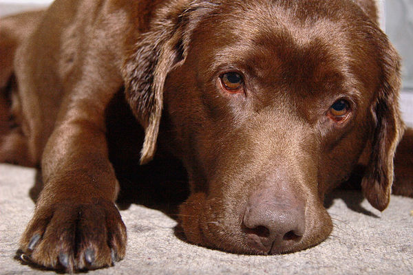 15-chocolate-color-dog-breeds