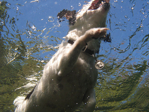 泳ぐの大好き！な犬にぴったりの名前３０