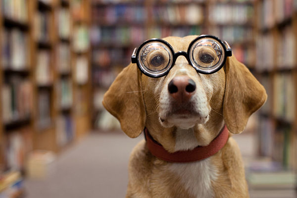 メガネでイメチェンした犬の画像