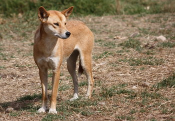 オーストラリア生まれの12犬種