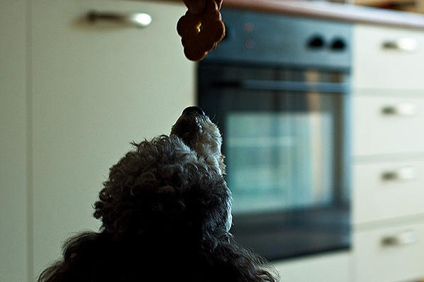 愛犬のための手作りクッキー　～バナナ・ピーナッツバタークッキー～
