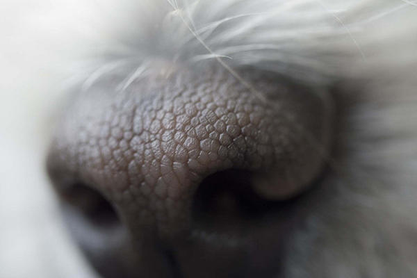 犬の鼻はIDにもなる！この世で一つの「鼻紋」