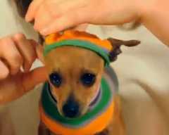 how-to-make-no-sew-dog-sweater