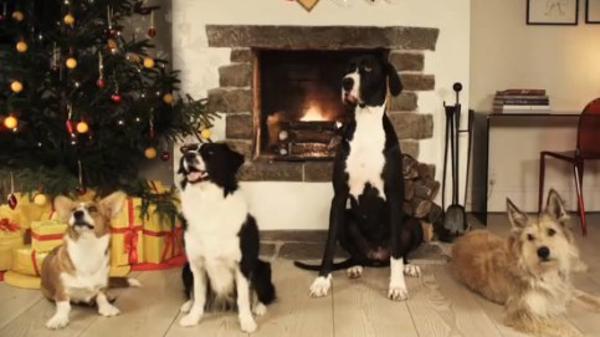 必見！犬のクリスマスソング