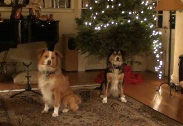 サックス伴奏に合わせてクリスマスソングうを歌う犬達