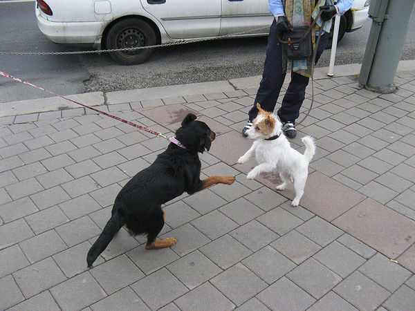 犬同士の挨拶の仕方