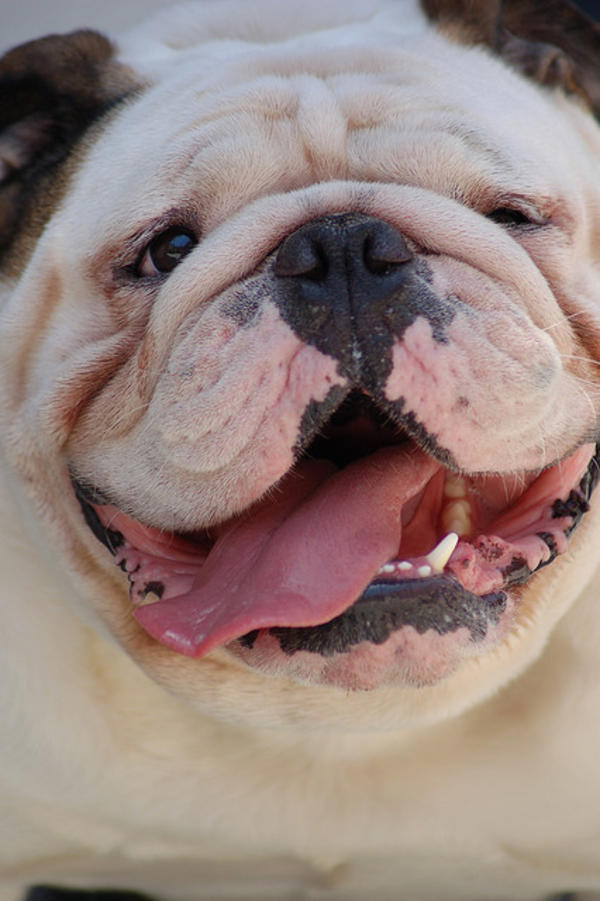 5-most-drooling-dog-breeds