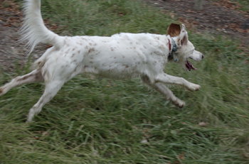 ジョギングのパートナー22犬種