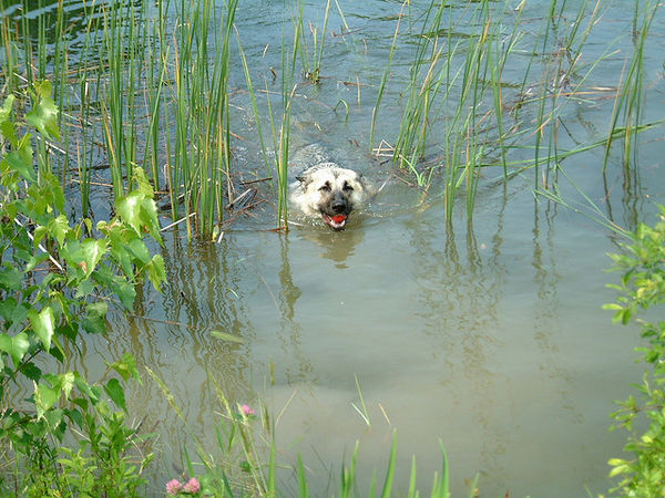 泳ぐの大好き！な犬にぴったりの名前３０