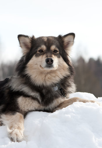 フィンランド生まれの5犬種