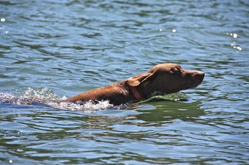 泳ぎが得意な19犬種