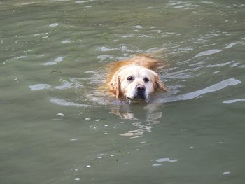 泳ぎが得意な19犬種