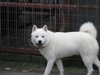 日本生まれの12犬種