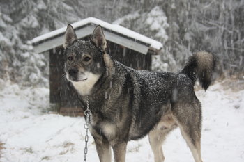 スウェーデン生まれの10犬種