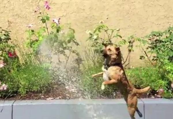 水を追いかける身軽な犬