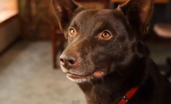 レッド･ドッグ　～オーストラリアのヒッチハイク犬～