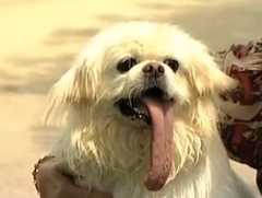 世界一長い舌を持つ犬