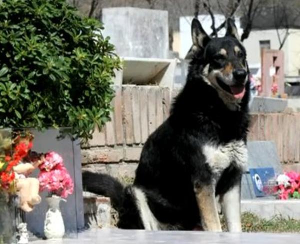 愛する飼い主さんのお墓を守る犬 - アルゼンチン