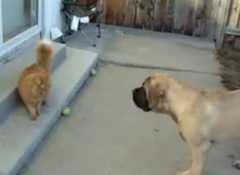 テニスボールが猫に近過ぎて取れないマスティフ